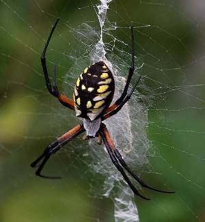 Amazing spider silk: Super-elastic proteins key to spider web's  stretchiness
